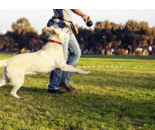 Stock photograph of a pet being walked on a lawn, used as amenity mood imagery for Assetz Mizu and Ki